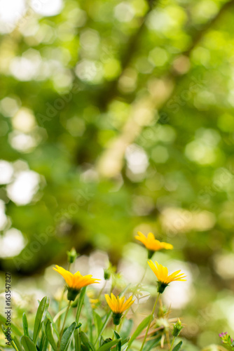 żółte kwiaty na zielonym tle © Mariusz_arts