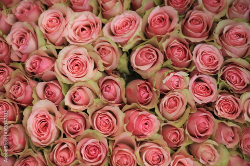 Group of Pink roses