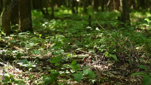 Wallpaper Mural Land in the forest. It's summer and  sun is shining.  Torontodigital.ca
