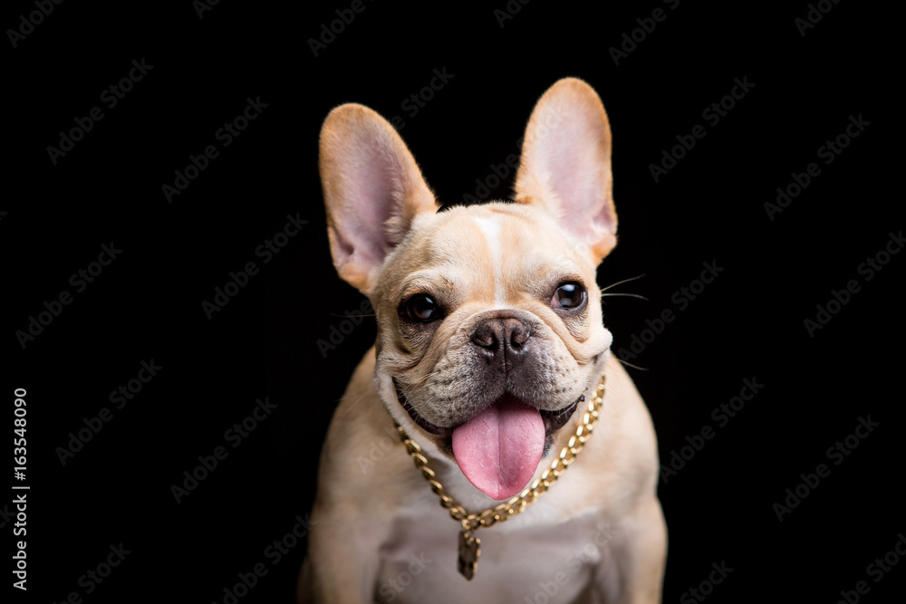 Fototapeta premium French Bulldog on the black background