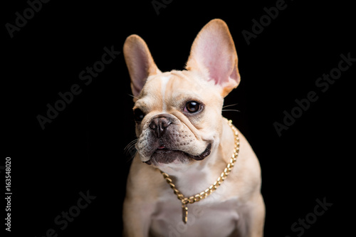 French Bulldog on the black background