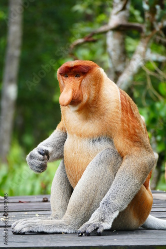 Beautiful monkey Nasalis larvatus against a background of tropical island jungle