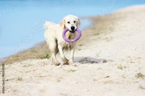 dog is carrying a toy © Happy monkey