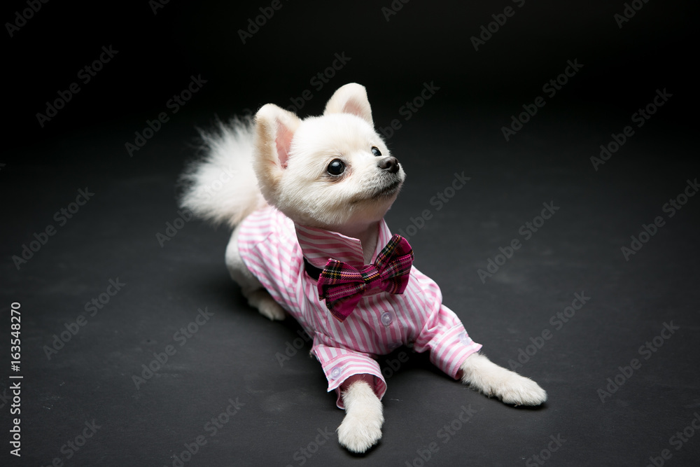 Pomeranian on the black background Pomeranian on the black background