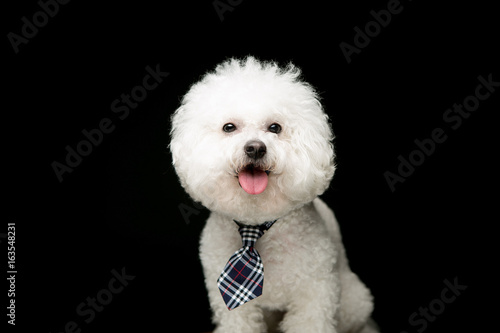 Bichon Friseon on the black background