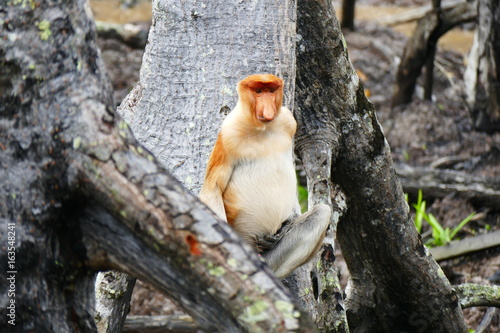 Fototapeta Naklejka Na Ścianę i Meble -  Beautiful monkey Nasalis larvatus against a background of tropical island jungle