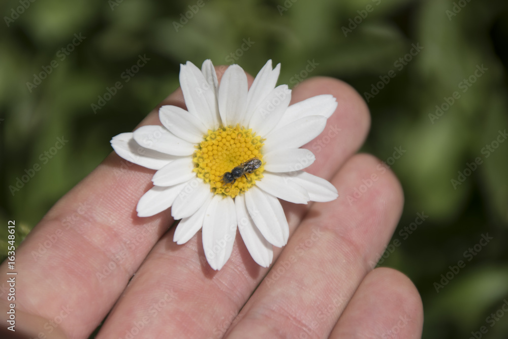 margherita tenuta su una mano con un insetto