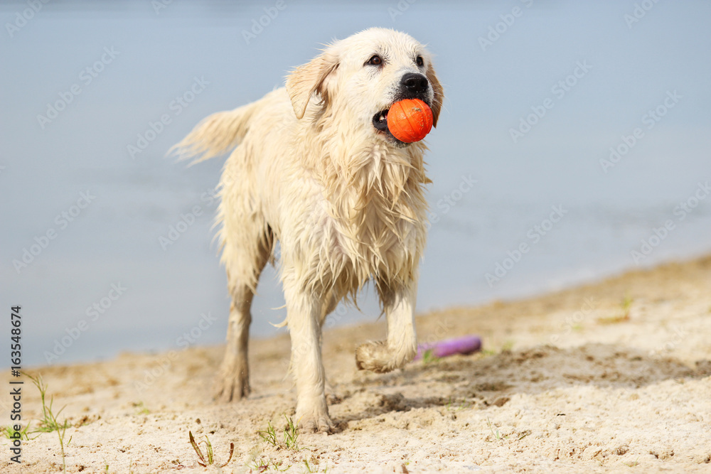 Dog and toy Dog and toy