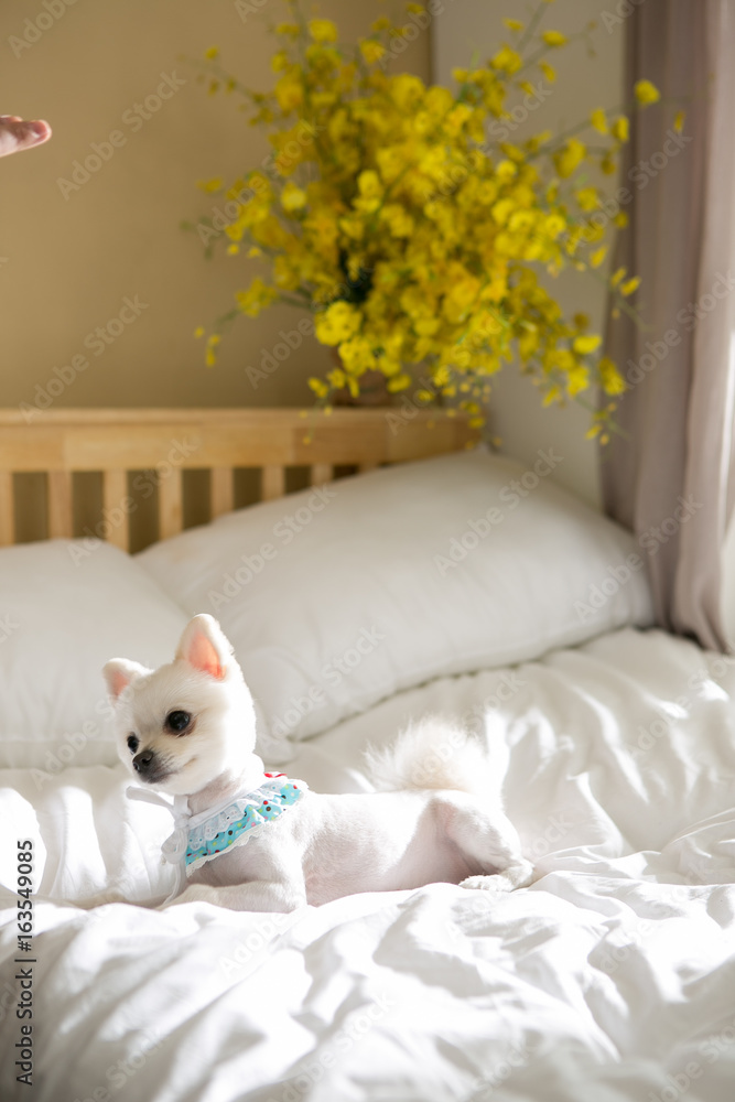 Pomeranian on the bed