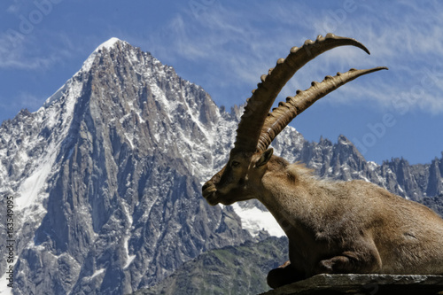 Bouquetin devant le massif du Mont-Blanc