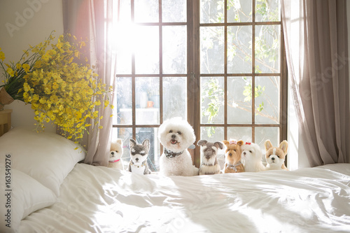 Photographie Bichon Friseon on the bed