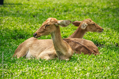 Deer sitting in the green field.