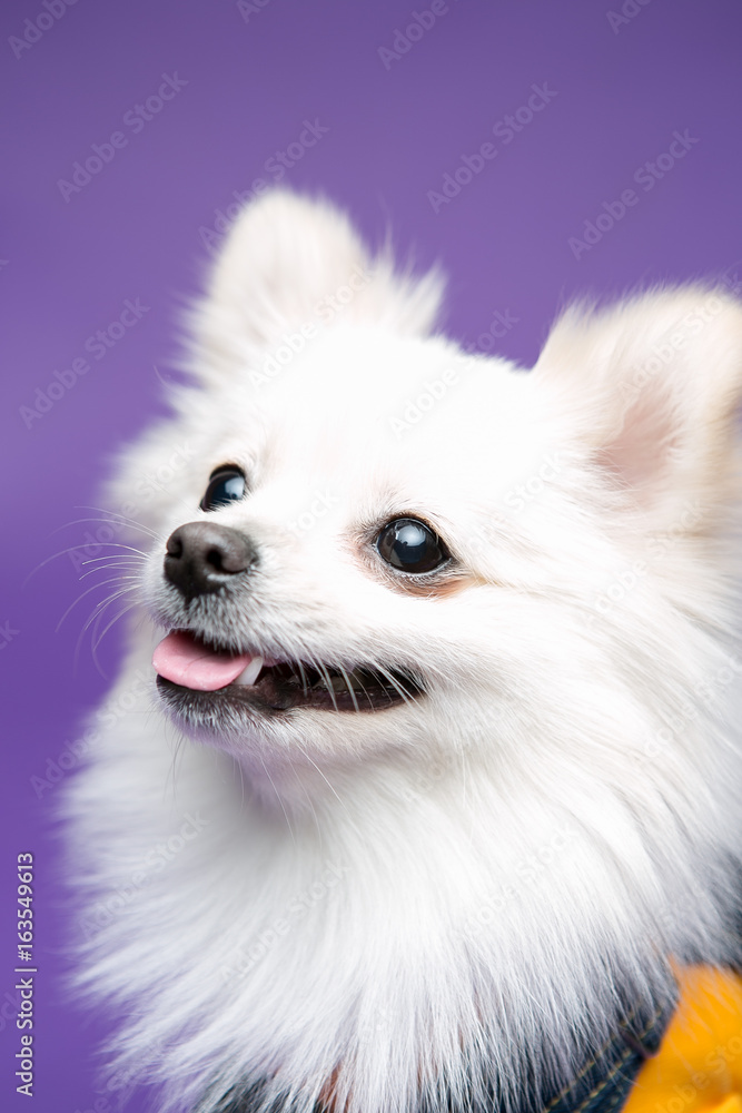 Pomeranian on the purple background Pomeranian on the purple background