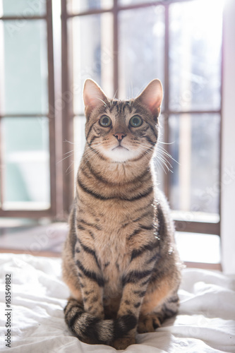 bangal cat on the bed