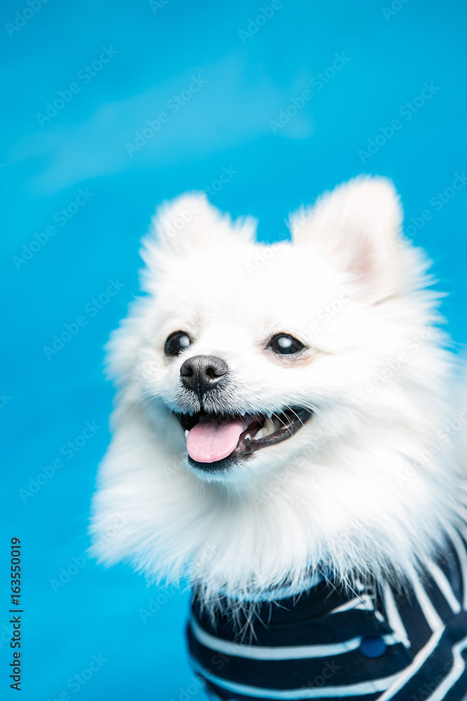 Pomeranian on the blue background