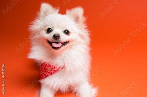 Pomeranian on the orange background