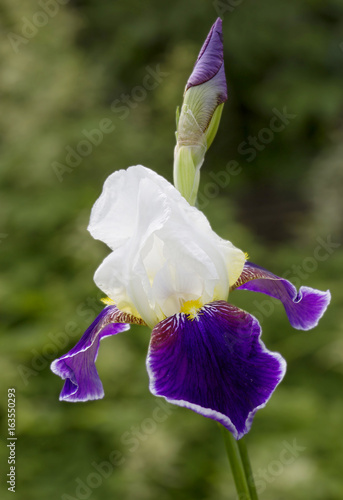 Fototapeta Naklejka Na Ścianę i Meble -  Цветок ирис 