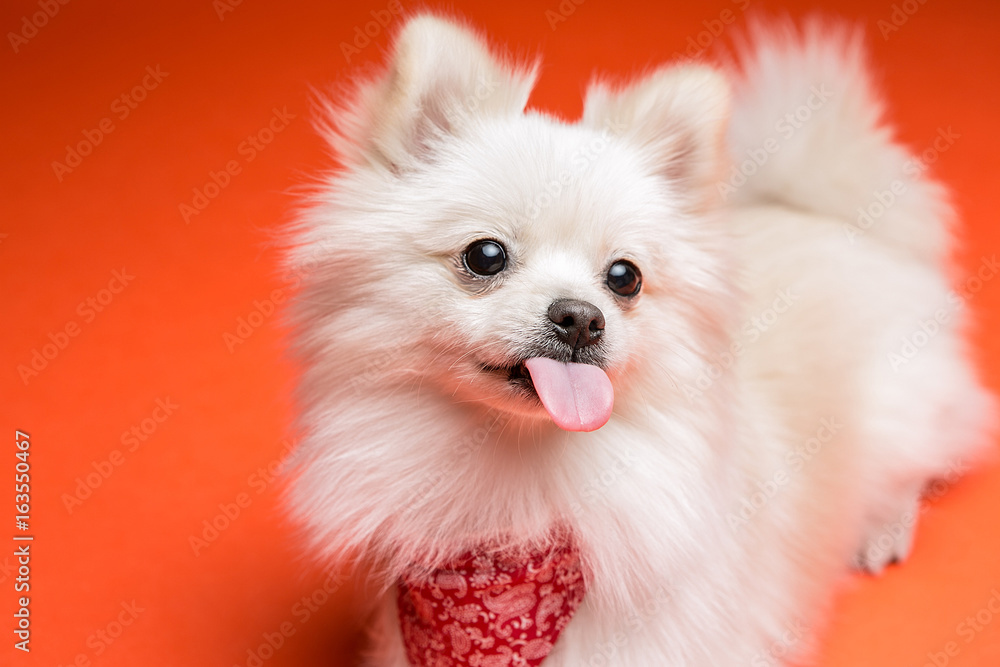 Obraz premium Pomeranian on the orange background