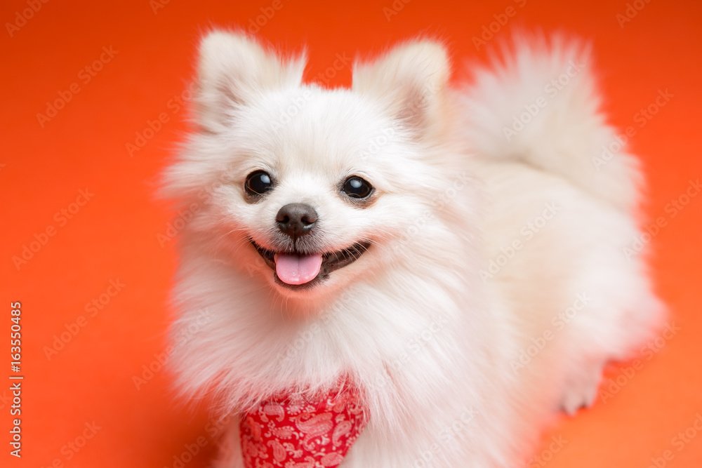 Obraz premium Pomeranian on the orange background