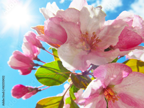 Beautiful pink spring flowers with back lit by bright sun light on blue sky. Apple tree blossom. Horizontal image.