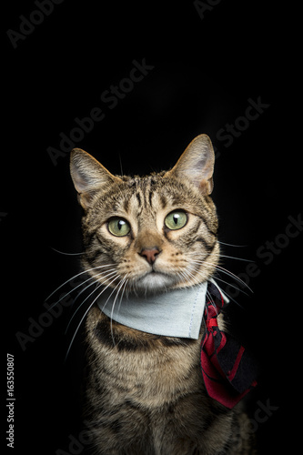 Photography bangal cat on the black background