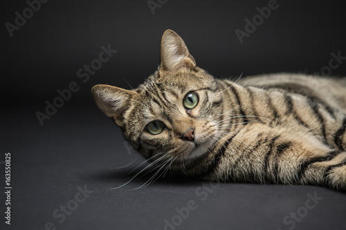 Obraz na plátně bangal cat on the black background