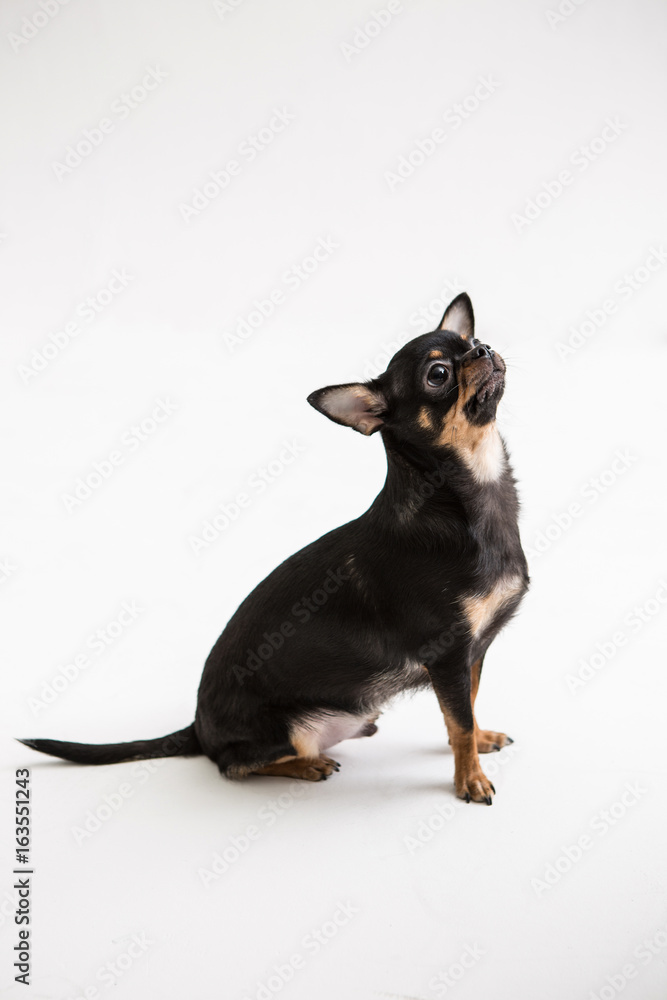 Poodle on the white background