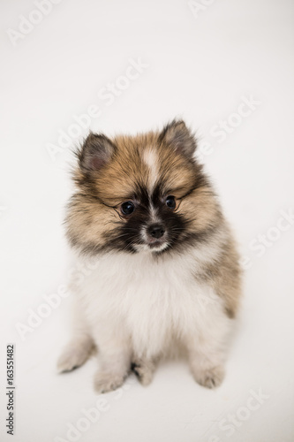 Pomeranian on the White background © sangyeon