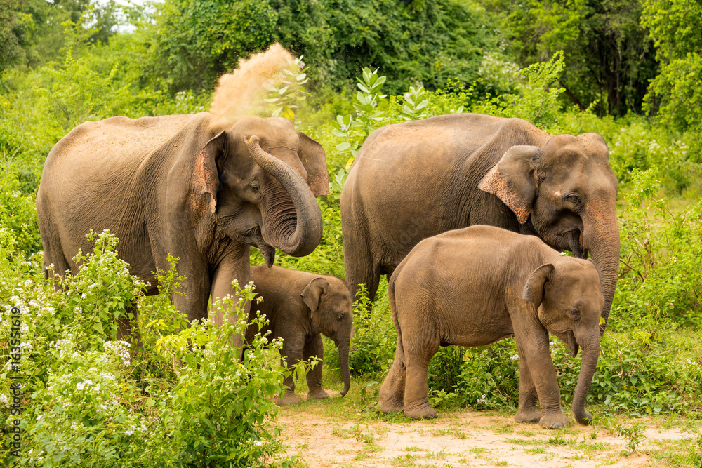 Elepfant family Sri Lanka