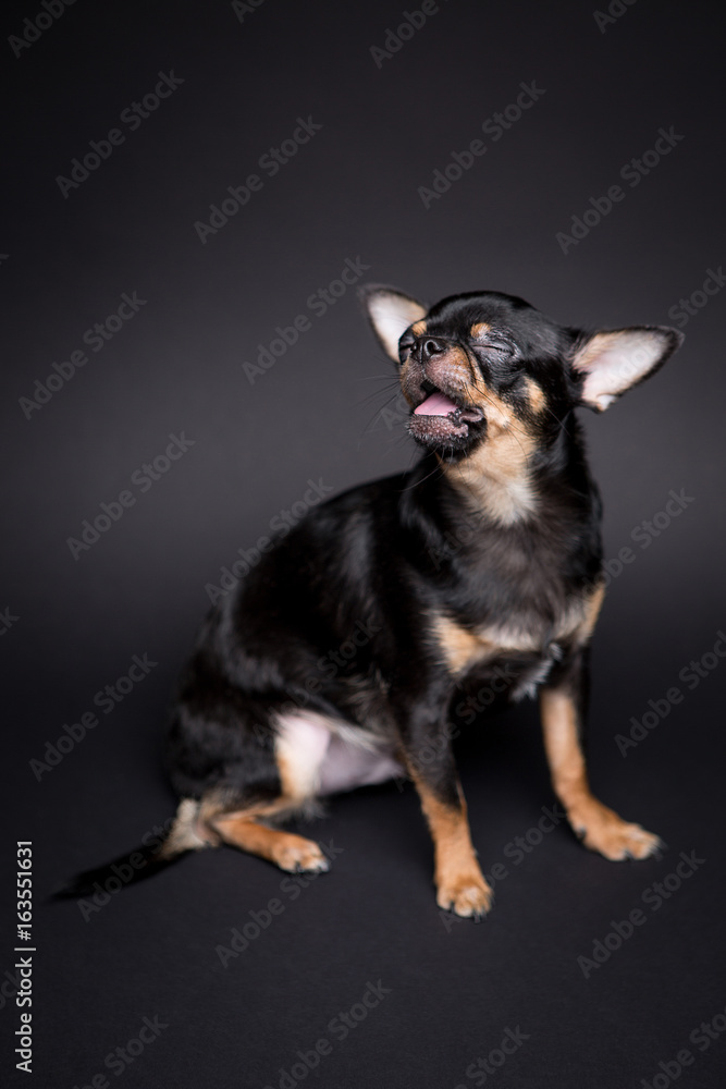  Chihuahua on the black background