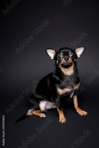  Chihuahua on the black background