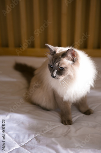 Siamese cat on the bed