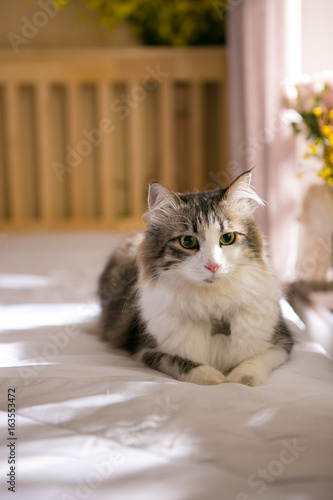 ragdoll on the bed