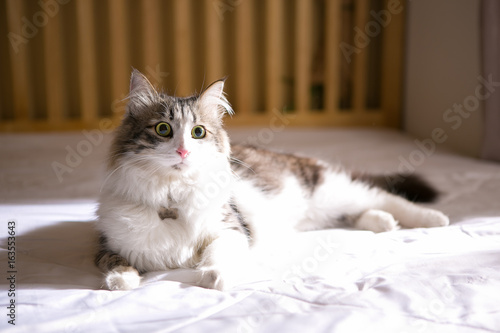 ragdoll on the bed