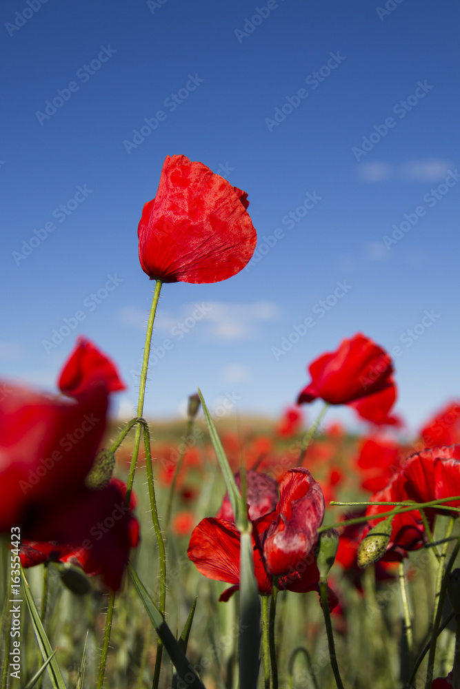 Naklejka premium wild red poppies in a windy day
