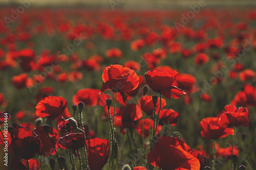 common red poppies or papaver in the countryside