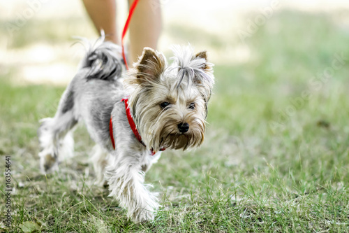 A small Yorkshire Terrier dog on a walk with its owner at summer day © Tetiana