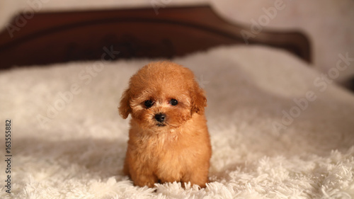 tea cup poodle puppy