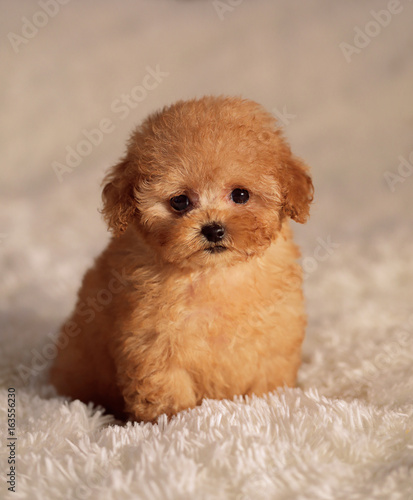 Fototapeta Naklejka Na Ścianę i Meble -  tea cup poodle puppy