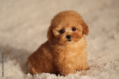 Fototapeta Naklejka Na Ścianę i Meble -  tea cup poodle puppy