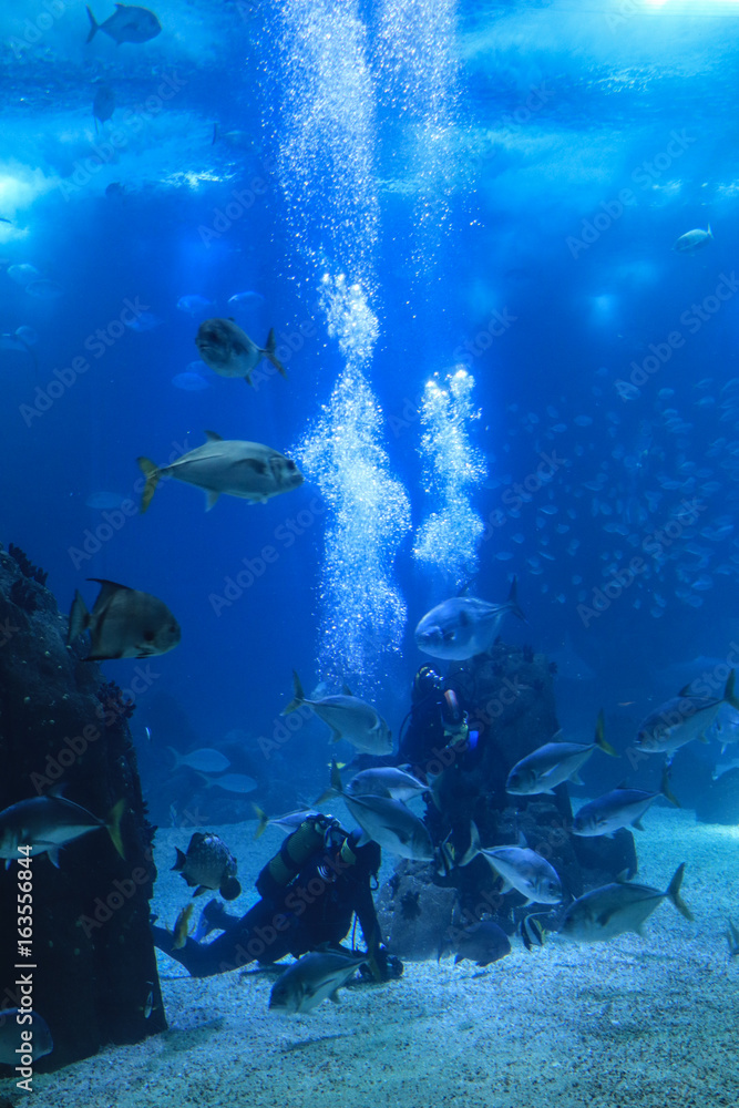 Fish swimming in a reef with blue ocean water