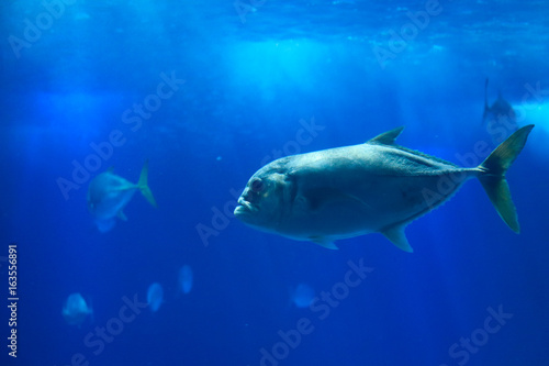 Fish swimming in a reef with blue ocean water