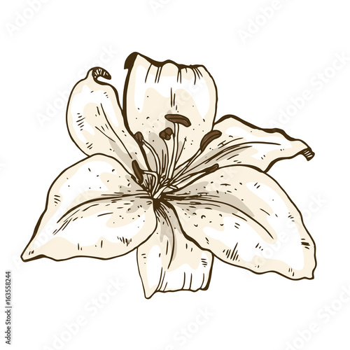 Lily flower hand drawn isolated on white background. Vector illustration.