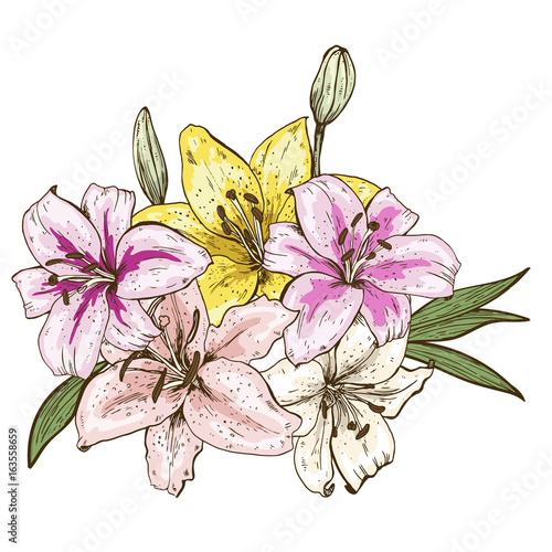 Bouquet of five colorfull lily flowers hand drawn isolated on white background. Vector illustration.