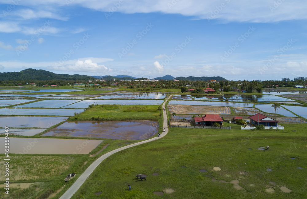 Fototapeta premium Arial view of beatiful green paddy field with blue sky at Langkawi Island.