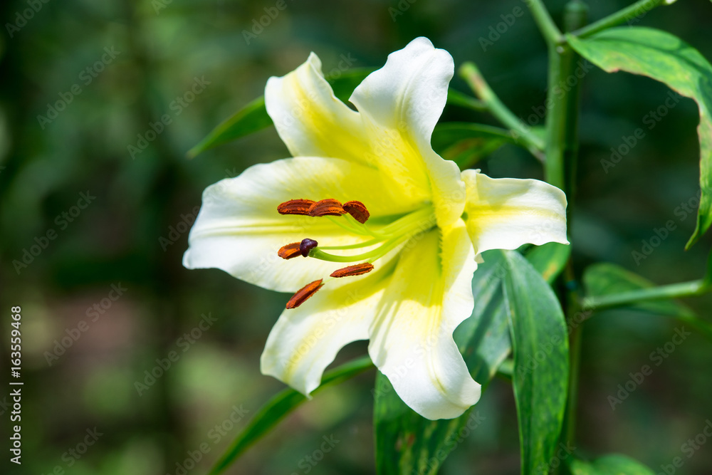 Fototapeta premium ゆりの花