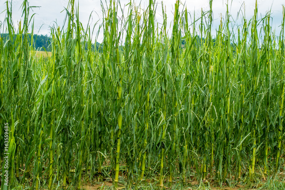 Corn field severly damaged in heavy storm with hail, crops ruine Corn field severly damaged in heavy storm with hail, crops ruine