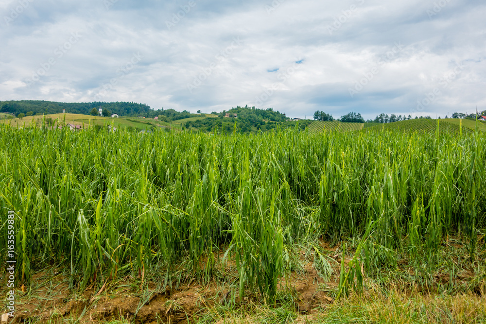 Corn field severly damaged in heavy storm with hail, crops ruine