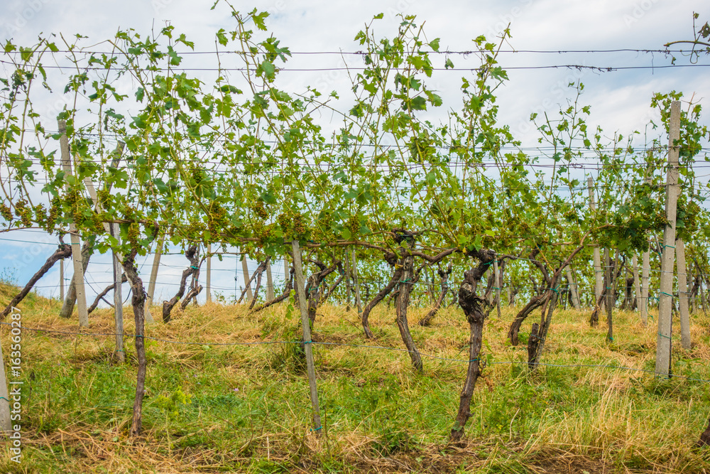 Vineyard and grapes damaged and crop destroyed after severe stor