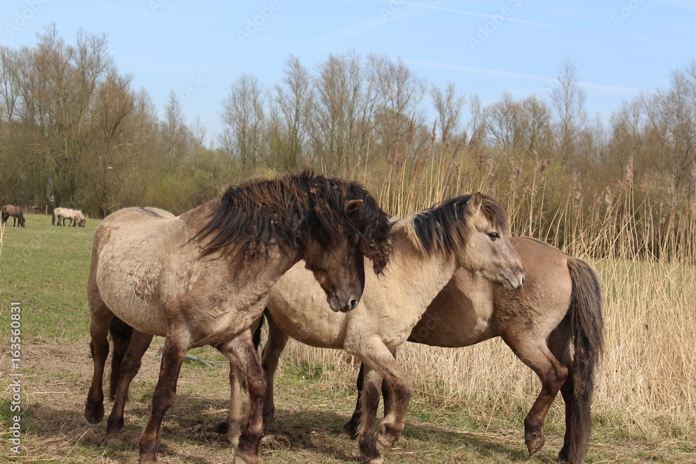 Horses Horses